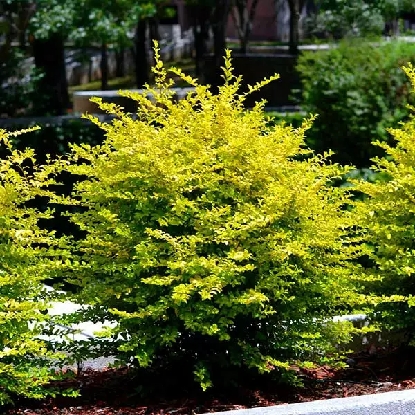 Brighter Blooms Sunshine Ligustrum Privet Hedge Plants For Sandy Soil 1 Brighter Blooms Sunshine Ligustrum Privet Hedge Plants For Sandy Soil