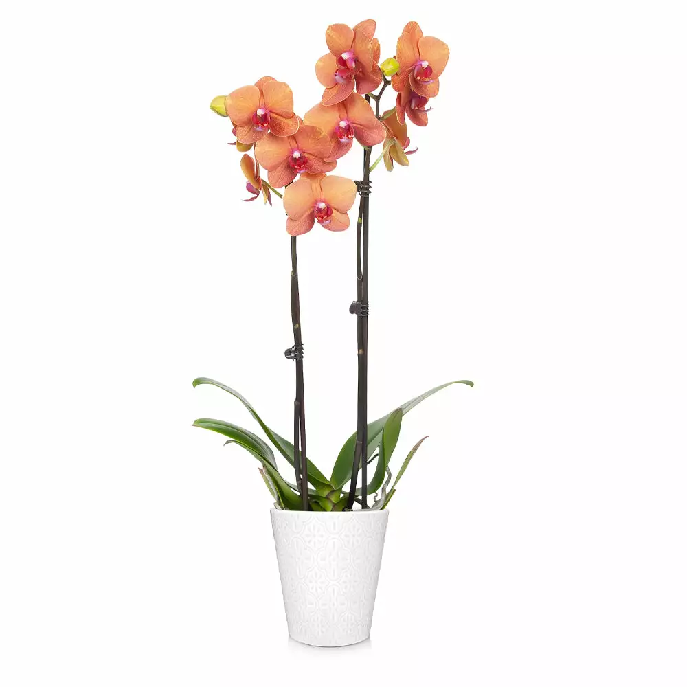 Brighter Blooms SHOP ALL Orchid Plant In White Pot 10 Brighter Blooms SHOP ALL Orchid Plant In White Pot