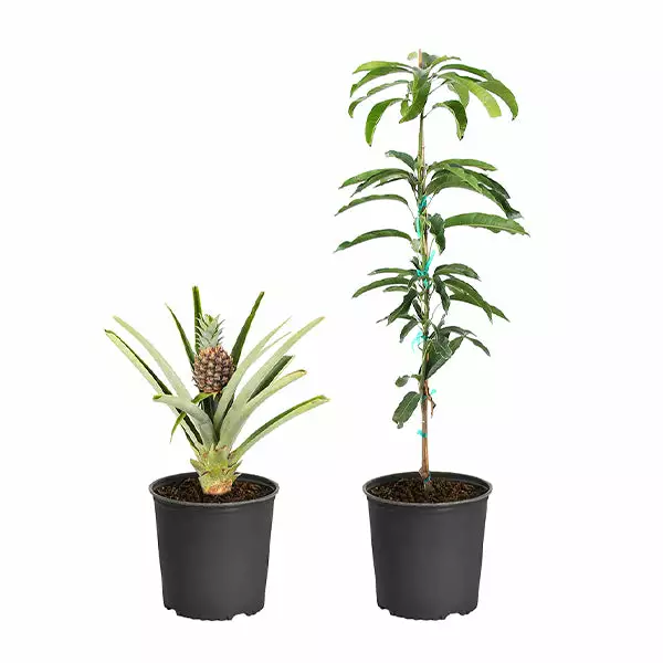 Brighter Blooms House & Patio Salsa Kit 1 Brighter Blooms House & Patio Salsa Kit