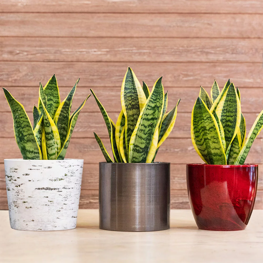 Brighter Blooms SHOP ALL Snake Plant 3 Brighter Blooms SHOP ALL Snake Plant