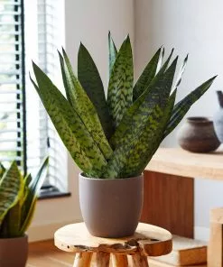 Brighter Blooms SHOP ALL Snake Plant 20 Brighter Blooms SHOP ALL Snake Plant
