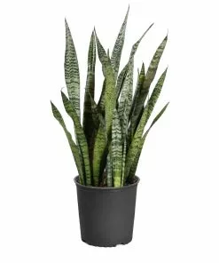 Brighter Blooms SHOP ALL Snake Plant 26 Brighter Blooms SHOP ALL Snake Plant