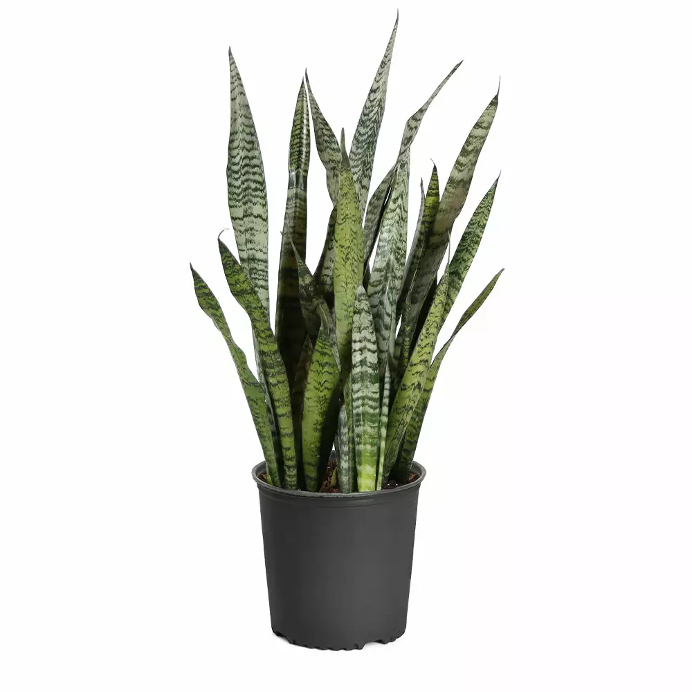 Brighter Blooms SHOP ALL Snake Plant 10 Brighter Blooms SHOP ALL Snake Plant