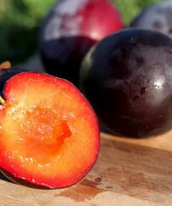 Brighter Blooms Santa Rosa Plum Tree 9 Brighter Blooms Santa Rosa Plum Tree