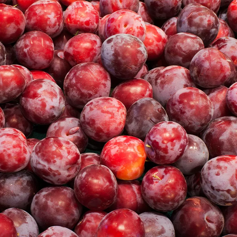 Brighter Blooms Santa Rosa Plum Tree 2 Brighter Blooms Santa Rosa Plum Tree