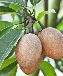 Brighter Blooms Sapodilla Tree SHOP ALL 6 Brighter Blooms Sapodilla Tree SHOP ALL