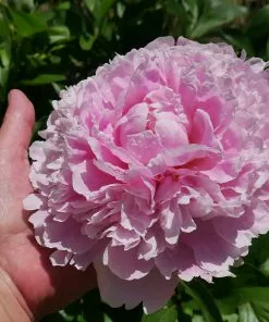 Brighter Blooms Sarah Bernhardt Peony Perennials 7 Brighter Blooms Sarah Bernhardt Peony Perennials