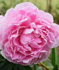 Brighter Blooms Sarah Bernhardt Peony Perennials 6 Brighter Blooms Sarah Bernhardt Peony Perennials
