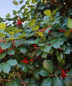 Brighter Blooms American Holly Tree 7 Brighter Blooms American Holly Tree