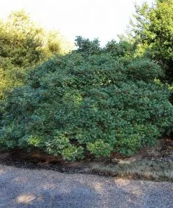 Brighter Blooms American Holly Tree 8 Brighter Blooms American Holly Tree