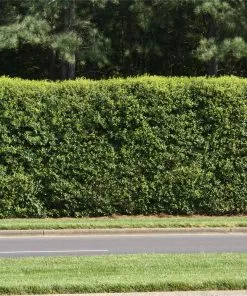 Brighter Blooms American Holly Tree
