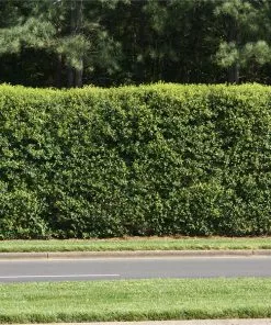 NO WARRANTY American Holly Tree SHOP ALL