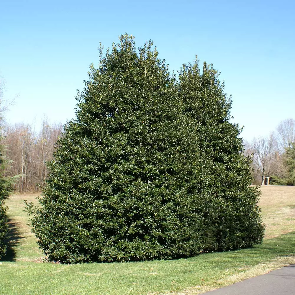 NO WARRANTY American Holly Tree SHOP ALL 5 NO WARRANTY American Holly Tree SHOP ALL