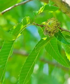 Brighter Blooms Shade Trees Sawtooth Oak Tree 7 Brighter Blooms Shade Trees Sawtooth Oak Tree