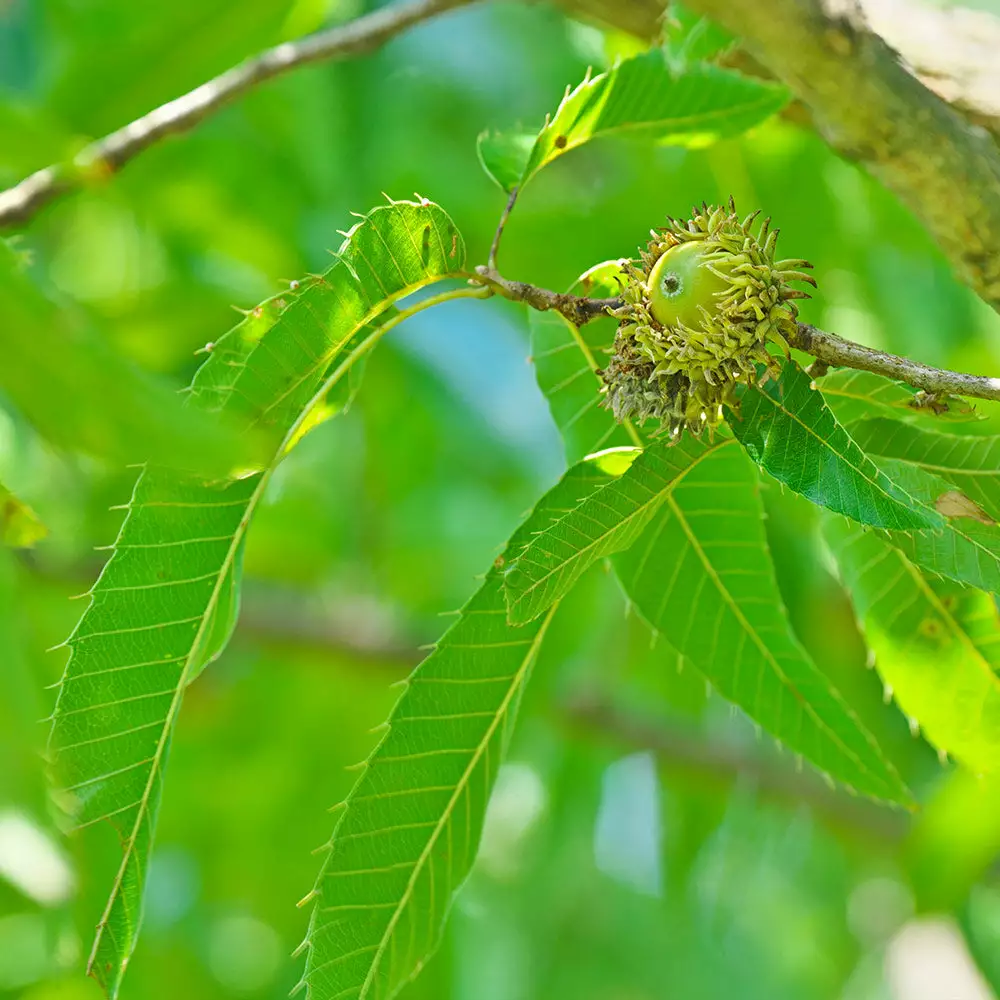 Brighter Blooms Shade Trees Sawtooth Oak Tree 4 Brighter Blooms Shade Trees Sawtooth Oak Tree