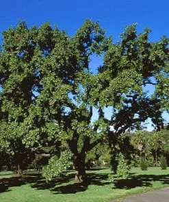 Brighter Blooms Shade Trees Sawtooth Oak Tree