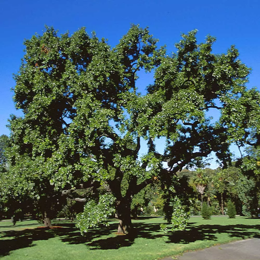 Brighter Blooms Shade Trees Sawtooth Oak Tree 2 Brighter Blooms Shade Trees Sawtooth Oak Tree