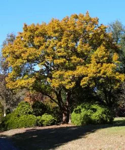 Brighter Blooms Shade Trees Sawtooth Oak Tree 6 Brighter Blooms Shade Trees Sawtooth Oak Tree
