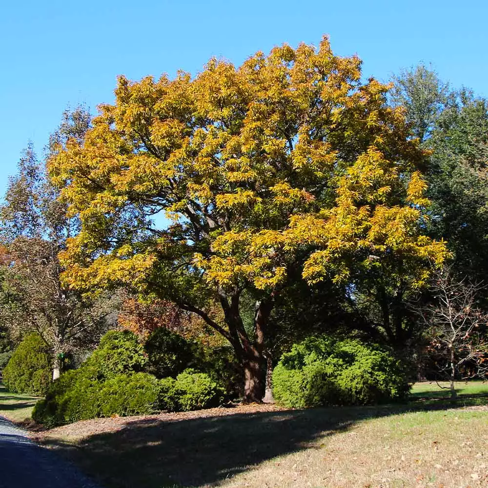 Brighter Blooms Shade Trees Sawtooth Oak Tree 3 Brighter Blooms Shade Trees Sawtooth Oak Tree