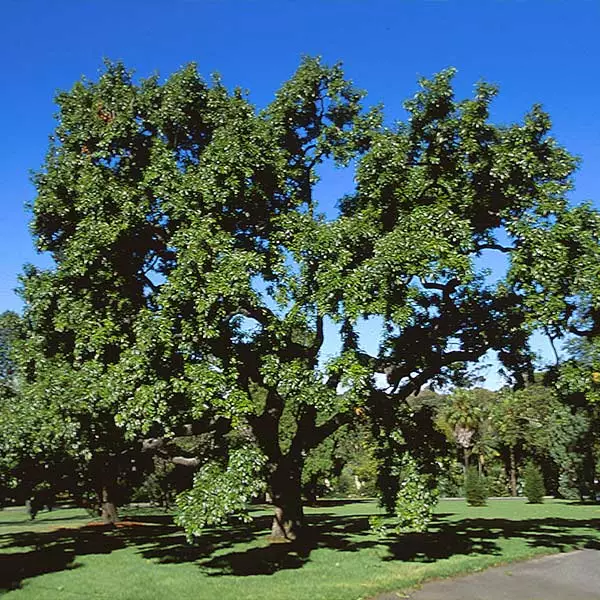 Brighter Blooms Shade Trees Sawtooth Oak Tree 1 Brighter Blooms Shade Trees Sawtooth Oak Tree