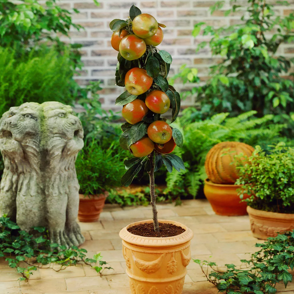 Brighter Blooms Scarlet Sentinel™ Columnar Apple Tree Apples Trees 2 Brighter Blooms Scarlet Sentinel™ Columnar Apple Tree Apples Trees