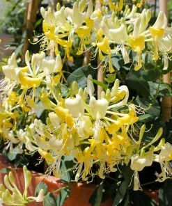 Brighter Blooms Scentsation Honeysuckle Vine