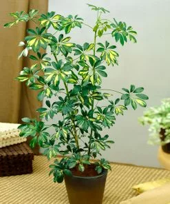 Brighter Blooms Variegated Dwarf Umbrella Tree - Schefflera Trinette House & Patio