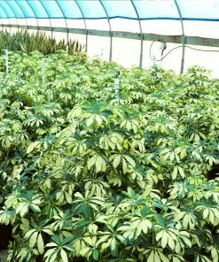 Brighter Blooms Variegated Dwarf Umbrella Tree - Schefflera Trinette House & Patio