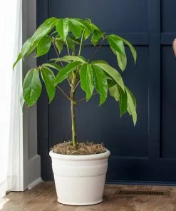 Brighter Blooms Umbrella Tree House & Patio 10 Brighter Blooms Umbrella Tree House & Patio