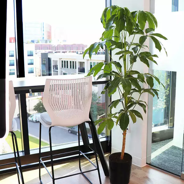 Brighter Blooms Umbrella Tree House & Patio 1 Brighter Blooms Umbrella Tree House & Patio