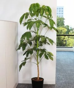 Brighter Blooms Umbrella Tree House & Patio 11 Brighter Blooms Umbrella Tree House & Patio