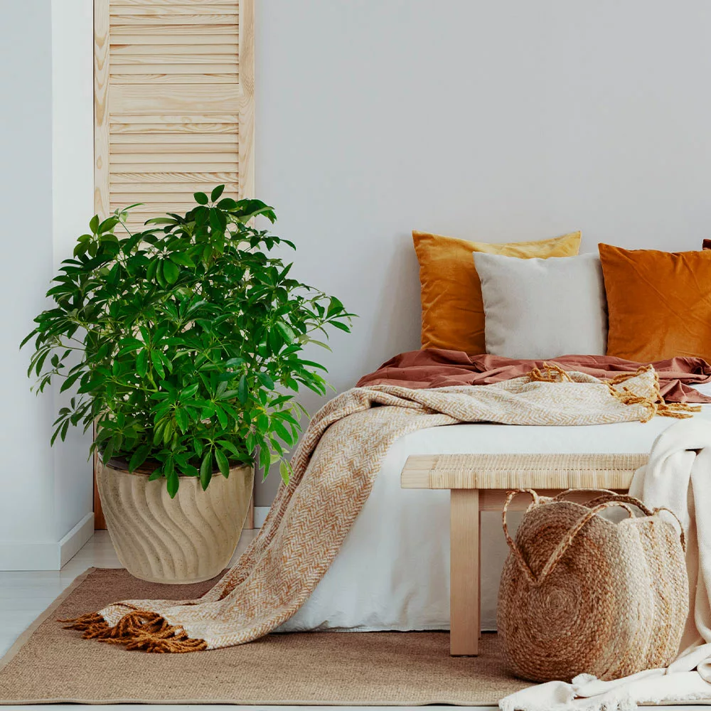 Brighter Blooms Dwarf Umbrella Tree House & Patio 2 Brighter Blooms Dwarf Umbrella Tree House & Patio