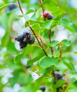 Brighter Blooms Autumn Brilliance Serviceberry 10 Brighter Blooms Autumn Brilliance Serviceberry