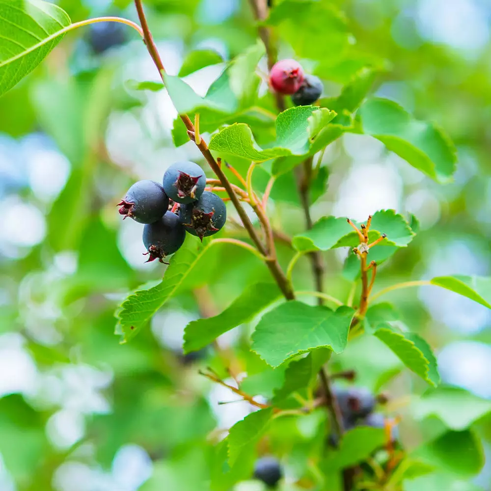 Brighter Blooms Autumn Brilliance Serviceberry 5 Brighter Blooms Autumn Brilliance Serviceberry