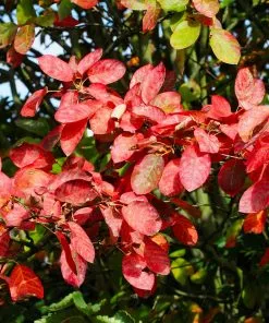 Brighter Blooms Autumn Brilliance Serviceberry 8 Brighter Blooms Autumn Brilliance Serviceberry