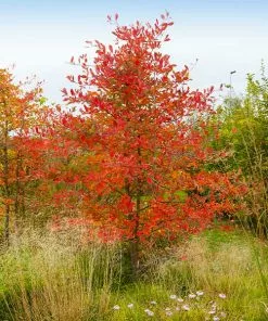 Brighter Blooms Autumn Brilliance Serviceberry