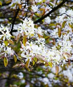 Brighter Blooms Autumn Brilliance Serviceberry 9 Brighter Blooms Autumn Brilliance Serviceberry