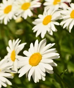 Brighter Blooms Becky Shasta Daisy Perennials 6 Brighter Blooms Becky Shasta Daisy Perennials