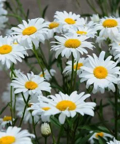 Brighter Blooms Becky Shasta Daisy Perennials