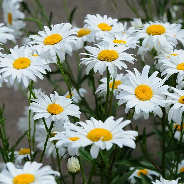 Brighter Blooms Becky Shasta Daisy Perennials 1 Brighter Blooms Becky Shasta Daisy Perennials