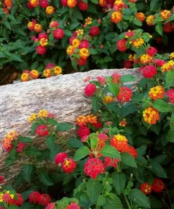 Brighter Blooms Perennials Shazam Lantana