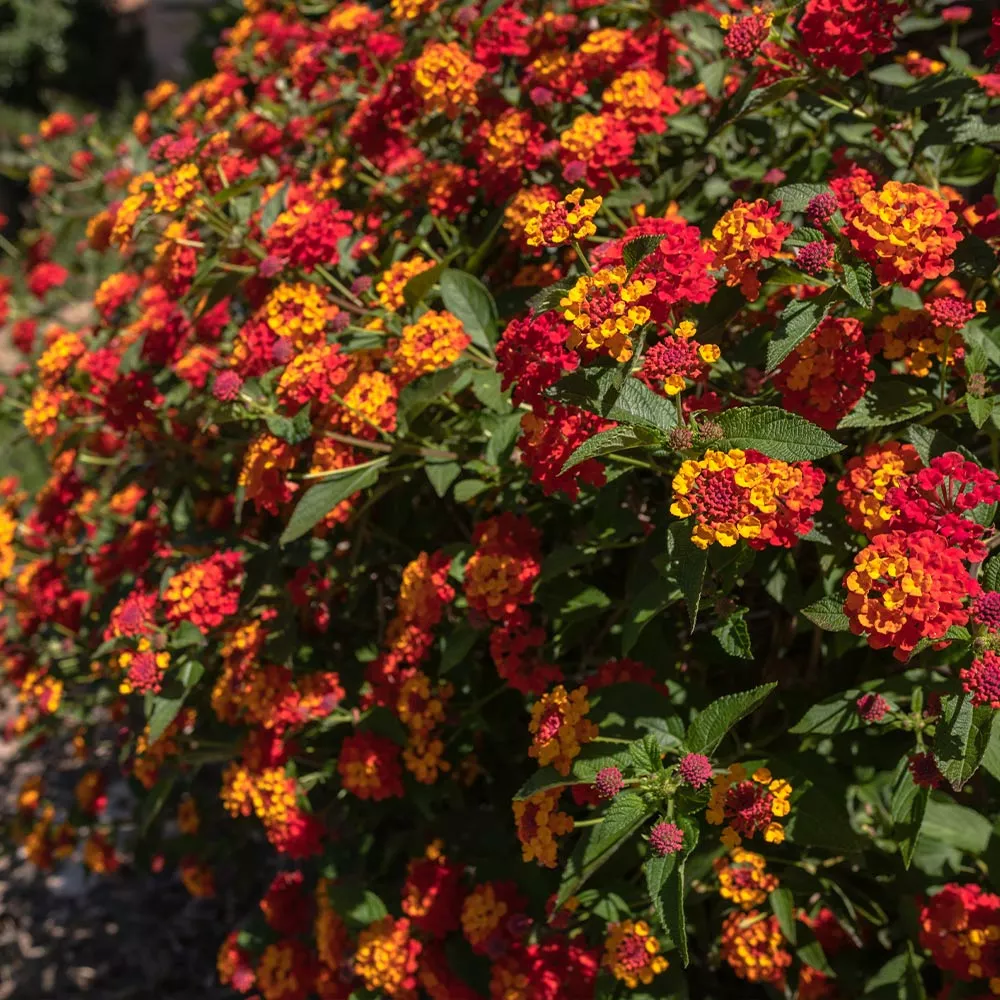 Brighter Blooms Perennials Shazam Lantana 3 Brighter Blooms Perennials Shazam Lantana
