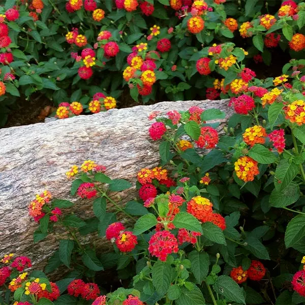 Brighter Blooms Perennials Shazam Lantana 1 Brighter Blooms Perennials Shazam Lantana