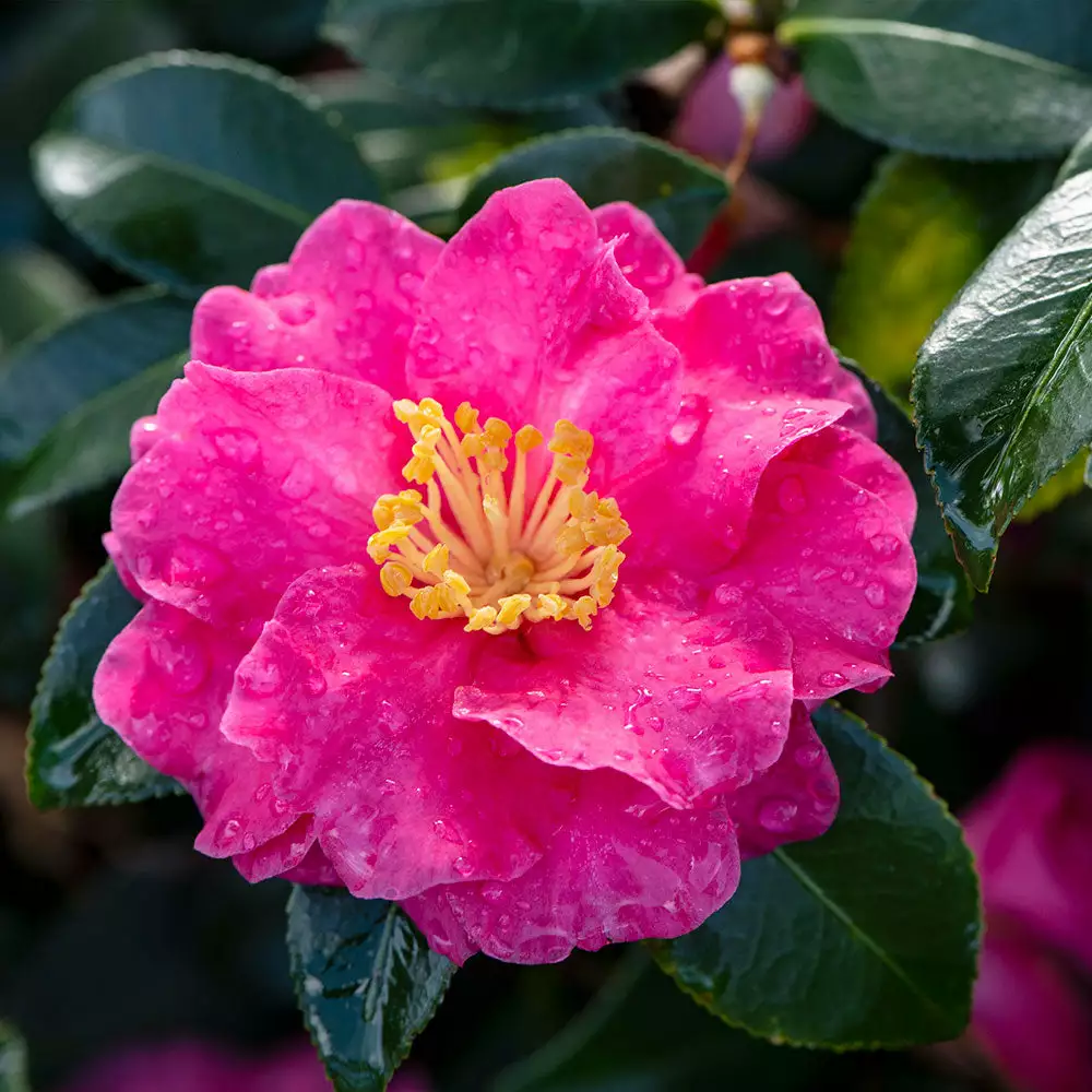 Brighter Blooms Shrubs & Hedges Shi-Shi Gashira Camellia Shrub 3 Brighter Blooms Shrubs & Hedges Shi-Shi Gashira Camellia Shrub