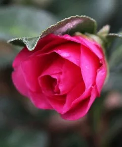 Brighter Blooms Shrubs & Hedges Shi-Shi Gashira Camellia Shrub 8 Brighter Blooms Shrubs & Hedges Shi-Shi Gashira Camellia Shrub