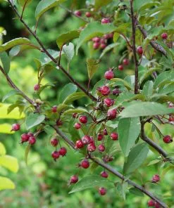Brighter Blooms Show Time™ Crabapple Tree Flowering Trees 8 Brighter Blooms Show Time™ Crabapple Tree Flowering Trees