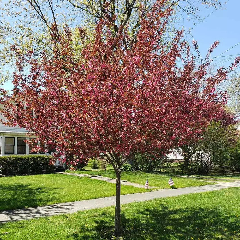 Brighter Blooms Show Time™ Crabapple Tree Flowering Trees 2 Brighter Blooms Show Time™ Crabapple Tree Flowering Trees