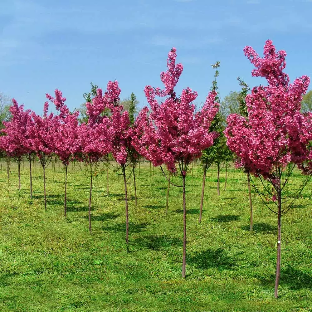 Brighter Blooms Show Time™ Crabapple Tree Flowering Trees 5 Brighter Blooms Show Time™ Crabapple Tree Flowering Trees
