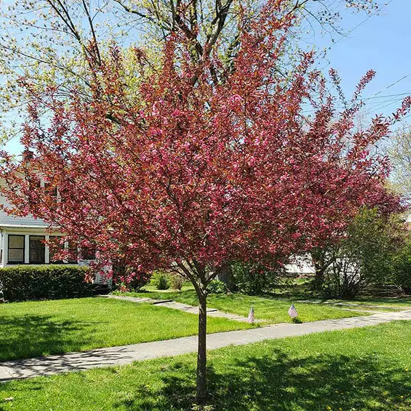 Brighter Blooms Show Time™ Crabapple Tree Flowering Trees 1 Brighter Blooms Show Time™ Crabapple Tree Flowering Trees