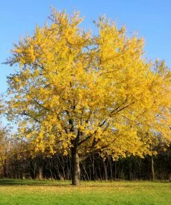 Brighter Blooms Silver Maple Tree